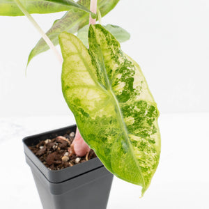 Alocasia 'Nairobi Nights' Variegated (wk33-L10)
