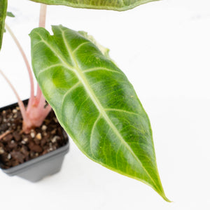 Alocasia 'Nairobi Nights' Variegated (wk33-L10)