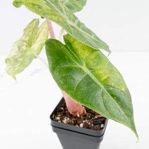 Alocasia 'Nairobi Nights' Variegated (wk33-L10)