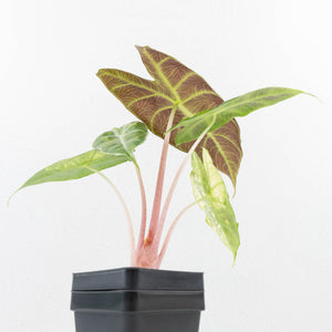 Alocasia 'Nairobi Nights' Variegated (wk33-L10)
