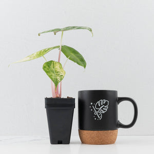 Alocasia 'Nairobi Nights' Variegated (wk36-L230)