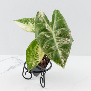 Alocasia 'Nairobi Nights' Variegated (wk36-L230)