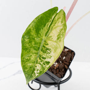 Alocasia 'Nairobi Nights' Variegated (wk36-L230)