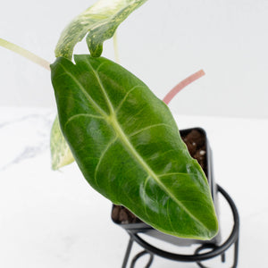 Alocasia 'Nairobi Nights' Variegated (wk36-L230)