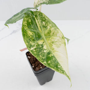 Alocasia 'Nairobi Nights' Variegated (wk36-L230)