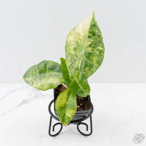 Alocasia 'Nairobi Nights' Variegated (wk27-C)