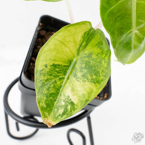 Alocasia 'Nairobi Nights' Variegated (wk27-C)
