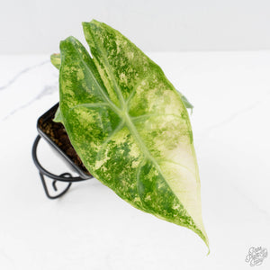 Alocasia 'Nairobi Nights' Variegated (wk27-C)
