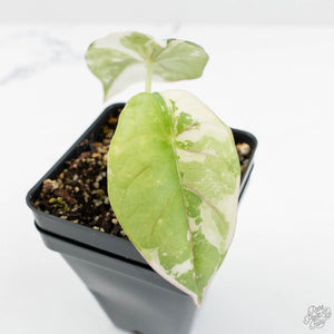 Alocasia 'Nebula' Albo Variegated (wk17-UZ)