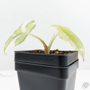 Alocasia 'Nebula' Albo Variegated (wk17-UZ)