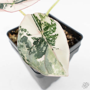 Alocasia 'Nebula' Albo Variegated (wk25-UI)