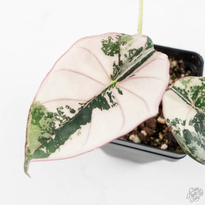 Alocasia 'Nebula' Albo Variegated (wk25-UI)