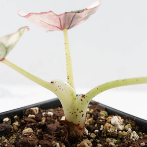 Alocasia 'Nebula' Albo Variegated (wk25-UI)
