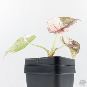 Alocasia 'Nebula' Albo Variegated (wk25-UI)
