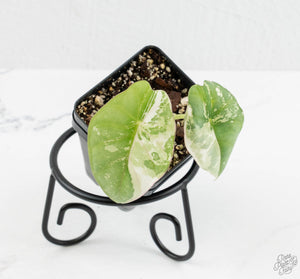 Alocasia 'Nebula' Albo Variegated (wk13-UT)