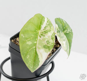 Alocasia 'Nebula' Albo Variegated (wk13-UT)