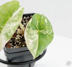 Alocasia 'Nebula' Albo Variegated (wk13-UT)