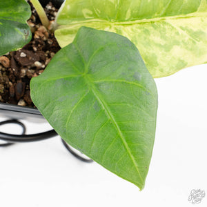 Alocasia 'Nebula' Aurea Variegated (wk27-UI)