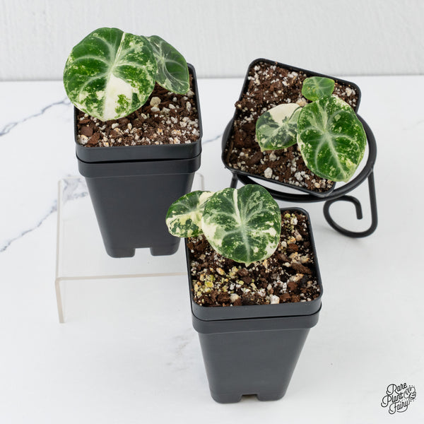 Alocasia 'Black Velvet Ninja' Albo Variegated *Grower's choice*