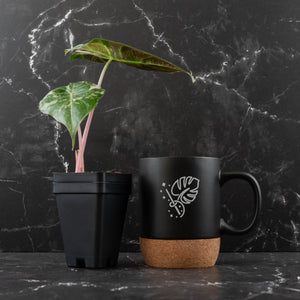 Alocasia 'Pink Dragon' Albo Variegated (wk42-L362)