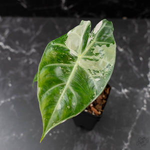 Alocasia 'Pink Dragon' Albo Variegated (wk42-L362)
