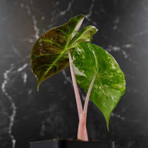 Alocasia 'Pink Dragon' Albo Variegated (wk42-L362)
