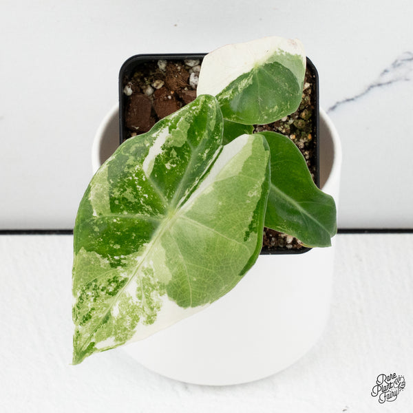 Alocasia 'Pink Dragon' Albo Variegated *Grower's Choice*