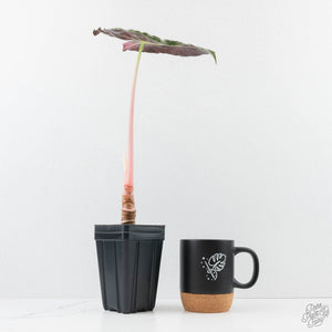Alocasia 'Pink Dragon' Albo/Pink Variegated - Corming Size (wk29-E)