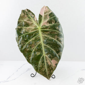 Alocasia 'Pink Dragon' Albo/Pink Variegated - Corming Size (wk29-E)
