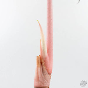 Alocasia 'Pink Dragon' Albo/Pink Variegated - Corming Size (wk29-E)