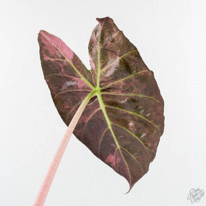 Alocasia 'Pink Dragon' Albo/Pink Variegated - Corming Size (wk29-E)
