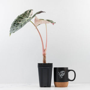 Alocasia 'Pink Dragon' Albo Variegated - Corming Size (wk34-L74)