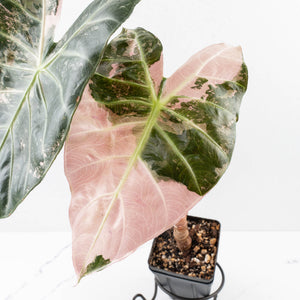 Alocasia 'Pink Dragon' Albo Variegated - Corming Size (wk34-L74)