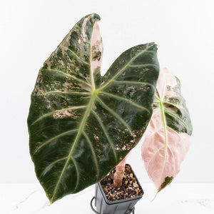 Alocasia 'Pink Dragon' Albo Variegated - Corming Size (wk34-L74)