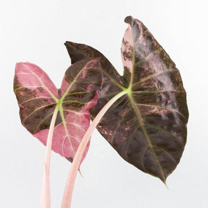 Alocasia 'Pink Dragon' Albo Variegated - Corming Size (wk34-L74)