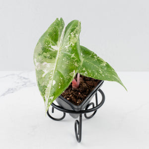 Alocasia 'Pink Dragon' Albo Variegated (wk36-L236)