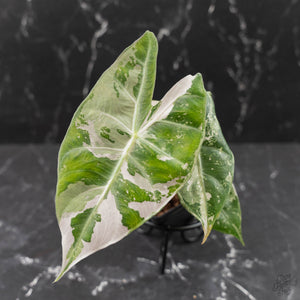 Alocasia 'Pink Dragon' Albo Variegated (wk43-L236)