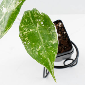 Alocasia 'Pink Dragon' Albo Variegated (wk36-L236)