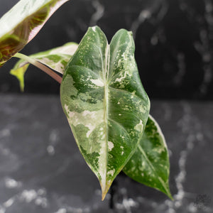 Alocasia 'Pink Dragon' Albo Variegated (wk43-L236)