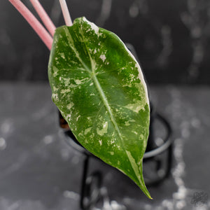 Alocasia 'Pink Dragon' Albo Variegated (wk43-L236)