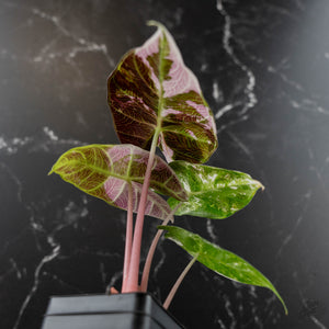 Alocasia 'Pink Dragon' Albo Variegated (wk43-L236)