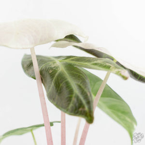Alocasia 'Pink Dragon' Albo/Pink Variegated (wk17-H)