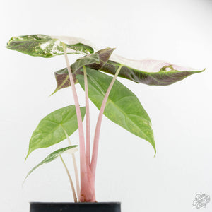 Alocasia 'Pink Dragon' Albo/Pink Variegated (wk17-H)