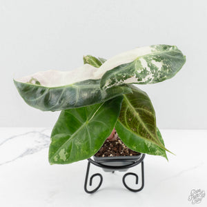 Alocasia 'Pink Dragon' Albo/Pink Variegated (wk17-H)
