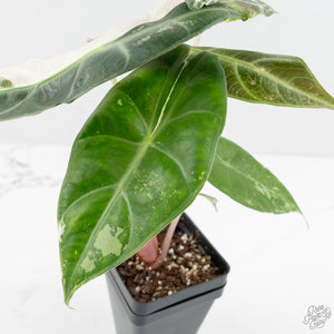 Alocasia 'Pink Dragon' Albo/Pink Variegated (wk17-H)