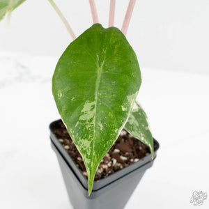 Alocasia 'Pink Dragon' Albo/Pink Variegated (wk17-H)