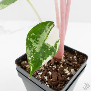 Alocasia 'Pink Dragon' Albo/Pink Variegated (wk17-H)