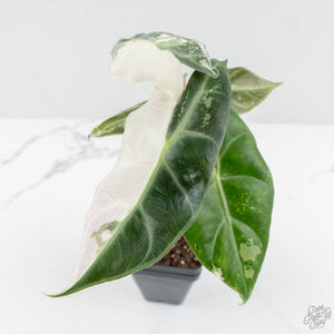 Alocasia 'Pink Dragon' Albo/Pink Variegated (wk17-H)