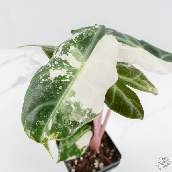 Alocasia 'Pink Dragon' Albo/Pink Variegated (wk17-H) – Rare Plant Fairy