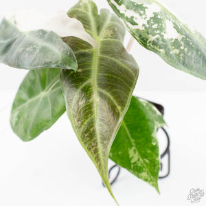 Alocasia 'Pink Dragon' Albo/Pink Variegated (wk17-H)